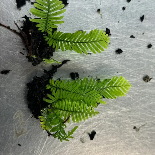 Live Plant Pecluma aff. filicula