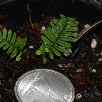 Pecluma aff. filicula