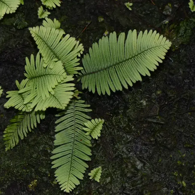Pecluma aff. filicula