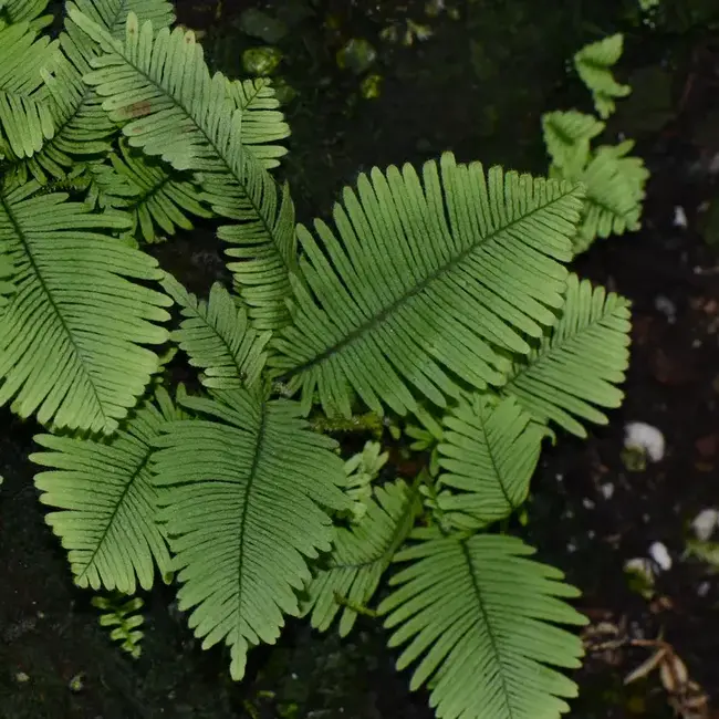 Pecluma aff. filicula