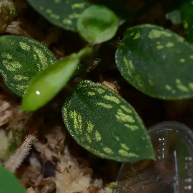 Live Plant Philodendron sp. "Iquitos Gold Dust"