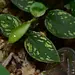 Philodendron sp. "Iquitos Gold Dust"