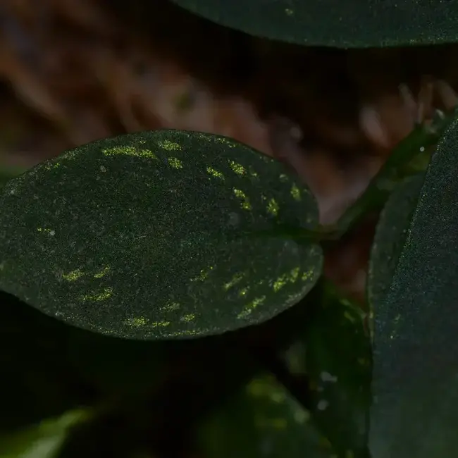 Philodendron sp. "Iquitos Gold Dust"