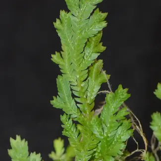 Selaginella sp. Costa Rica #1