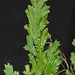 Selaginella sp. Costa Rica #1