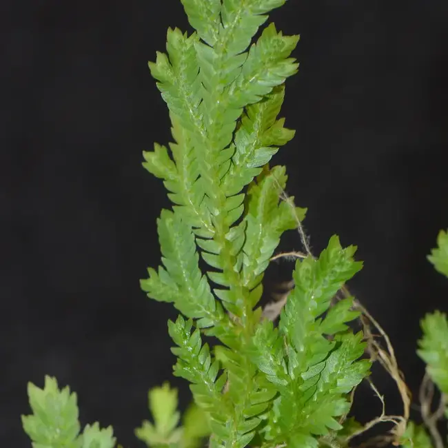 Live Plant Selaginella sp. Costa Rica #1