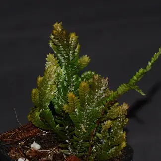 Selaginella sp. "Bronze"