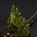 Live Plant Selaginella sp. "Bronze"