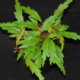 Begonia henrilaportei