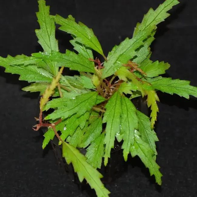 Live Plant Begonia henrilaportei
