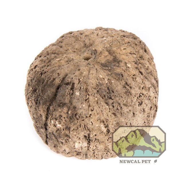 NewCal Ourico Pod 4" Dia.