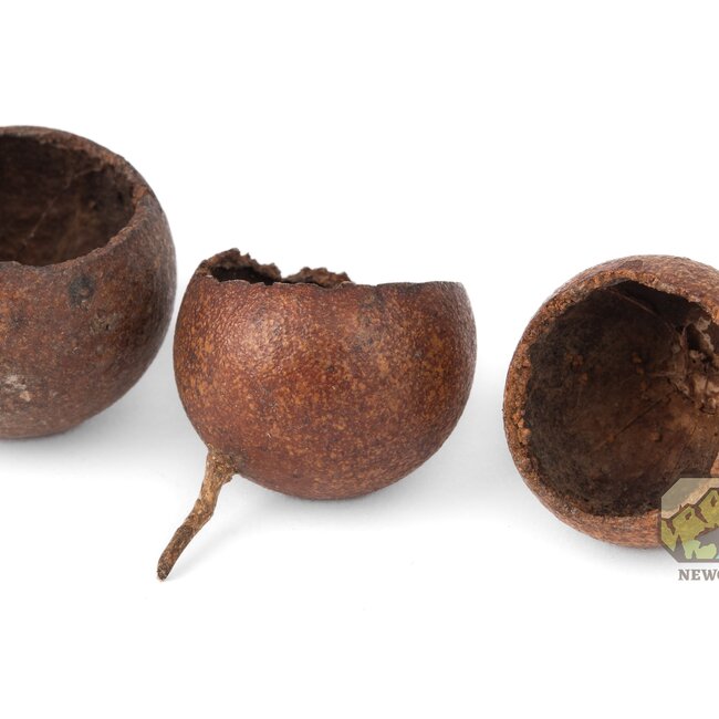 NewCal Kuchila Pods 5 Pack