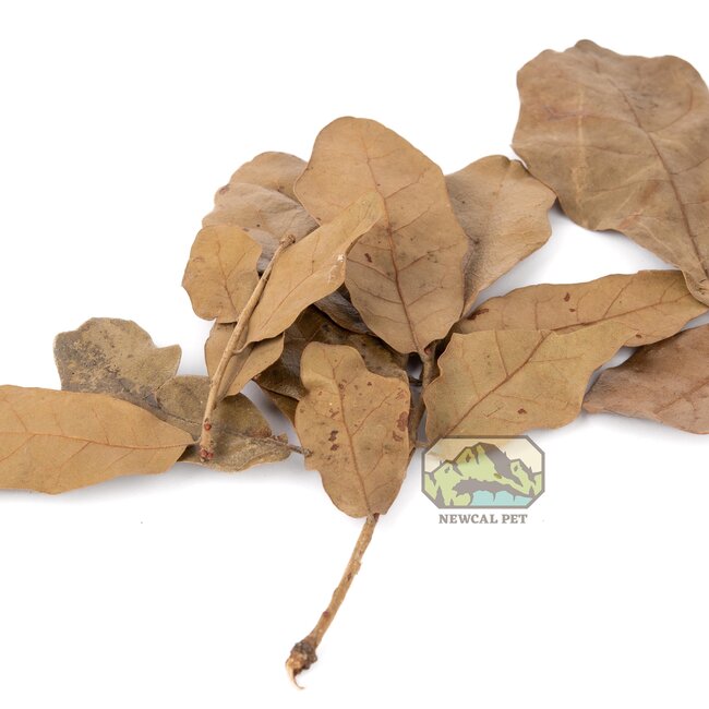 NewCal Water Oak 1.5 oz
