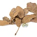 NewCal Water Oak 0.5 oz