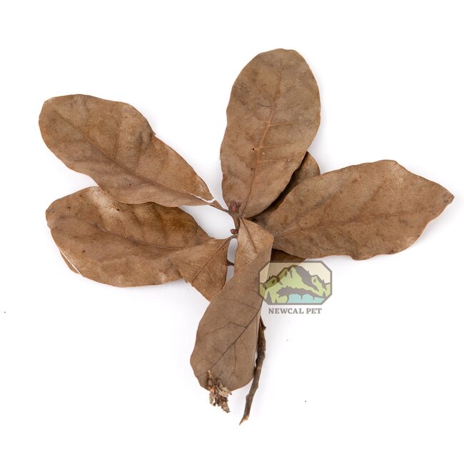 NewCal Water Oak 0.5 oz