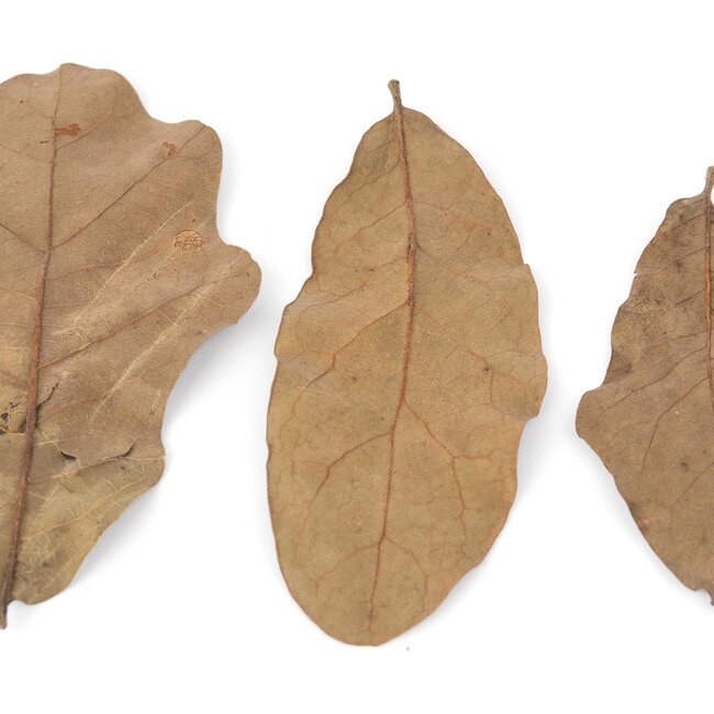 NewCal Water Oak 0.5 oz