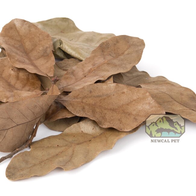 NewCal Water Oak 0.5 oz