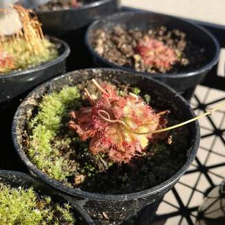 Live Plant Drosera aliciae, Alice Sundew