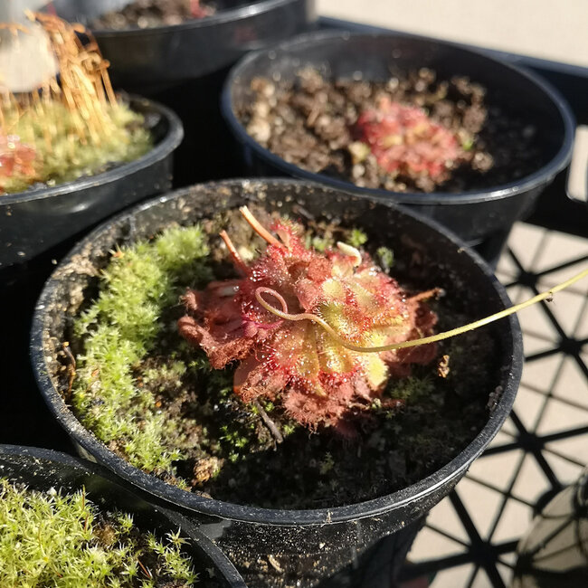 Live Plant Drosera aliciae, Alice Sundew