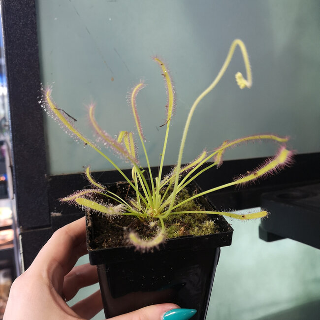 Live Plant Drosera capensis 'alba' Cape Sundew
