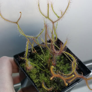 Drosera dichotoma Giant- Giant Sundew