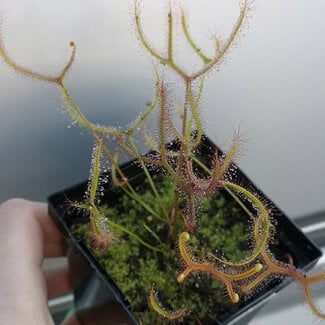 Live Plant Drosera dichotoma Giant- Giant Sundew