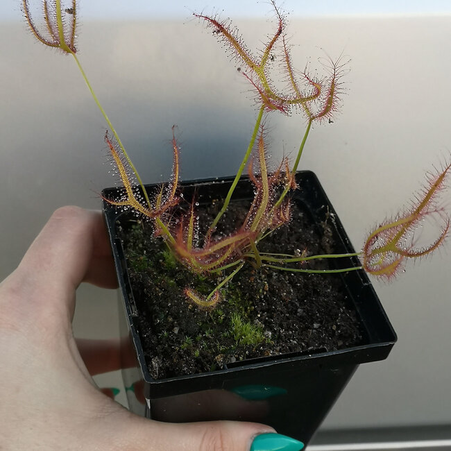 Live Plant Drosera dichotoma Giant- Giant Sundew