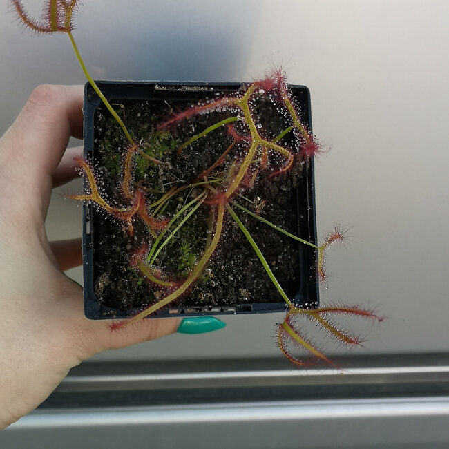 Live Plant Drosera dichotoma Giant- Giant Sundew