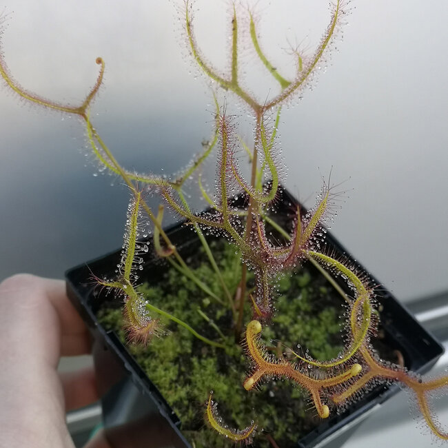 Live Plant Drosera dichotoma Giant- Giant Sundew