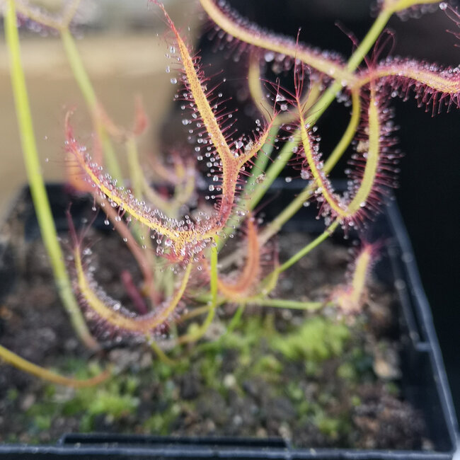 Live Plant Drosera dichotoma Giant- Giant Sundew