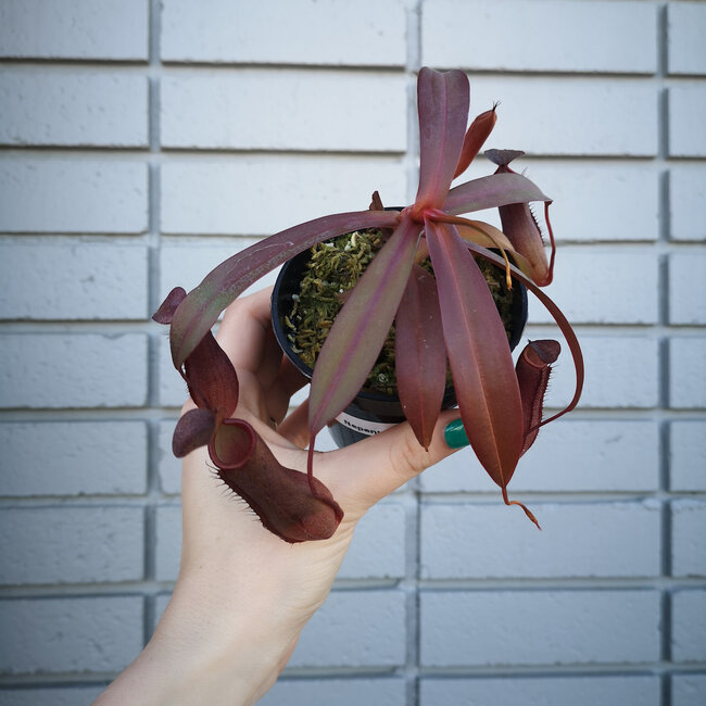 Live Plant Nepenthes 'Rebecca Soper' - Tropical Pitcher plant