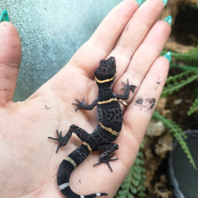 Chinese Cave Gecko