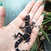 Chinese Cave Gecko