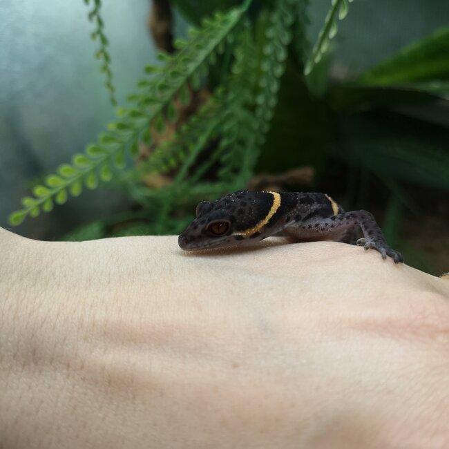 Chinese Cave Gecko