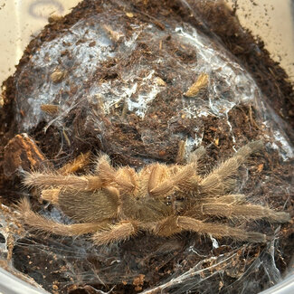Tarantula Chilobrachys guangxiensis, Chinese Faun 2.5"