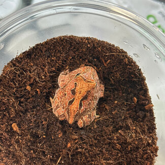 Red Fantasy Pacman Frog (cranwelli x cornuta)