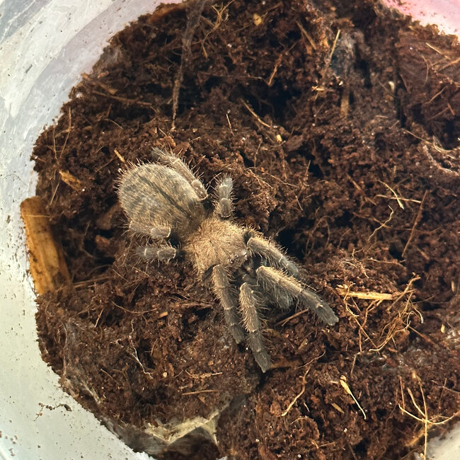 Tarantula Thailand Golden Fringe, Ornithoctonus aureotibialis 1.5"