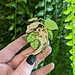 Frog Tree Games Crested Gecko Pin, 2.5" Herpetoflora ii Frog Tree Games