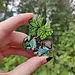 Frog Tree Games Amazon Milk Frog Pin 2" Frog Tree Games
