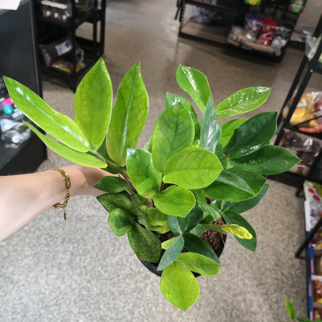 Live Plant Zamioculcus Chameleon 6" (ZZ)