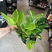 Live Plant Zamioculcus Chameleon 6" (ZZ)