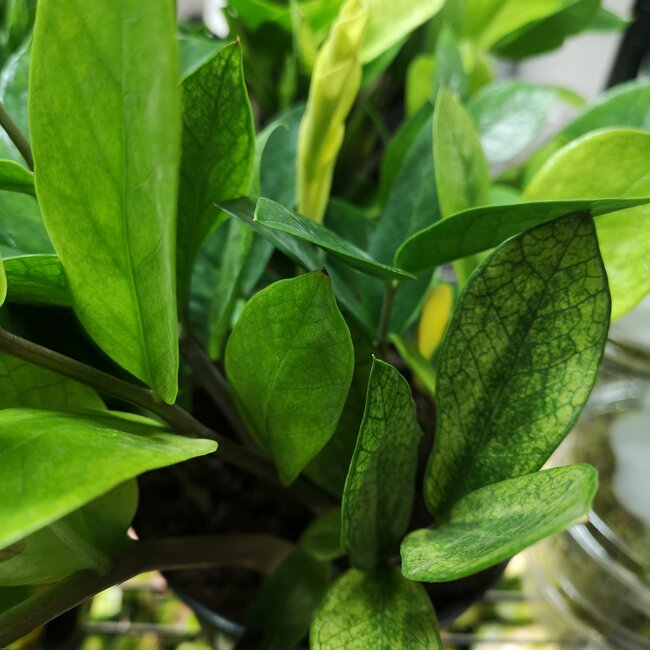 Live Plant Zamioculcus Chameleon 6" (ZZ)