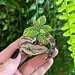 Blue Tongue Skink 2.5" Pin by Frog Tree Games