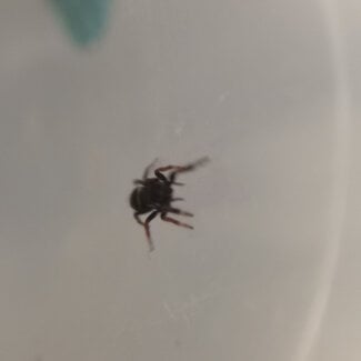 Phidippus regius 'Regal Jumping Spider' i3