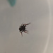 Phidippus regius 'Regal Jumping Spider' i3