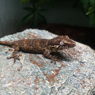 Gargoyle Gecko 'r8-16-24'