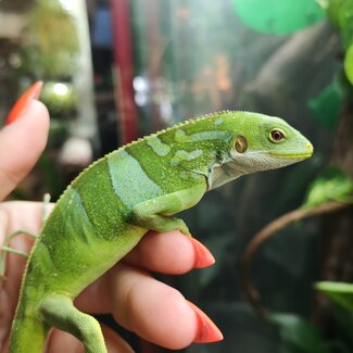 Fiji Banded Iguana Male