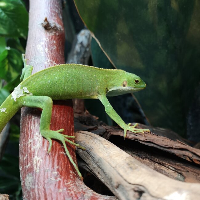 Fiji Banded Iguana Female
