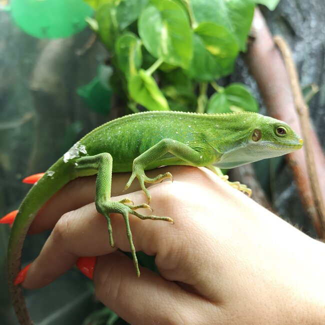 Fiji Banded Iguana Female