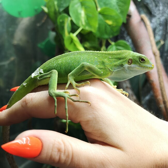 Fiji Banded Iguana Female
